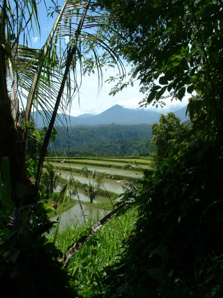 /exotika/!Bali/!Foto/Bali-ryzova pole.jpg